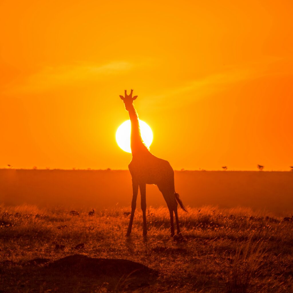 Giraffe in Maasai Maara