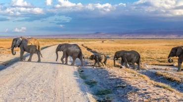 Eco Tourism Kenya