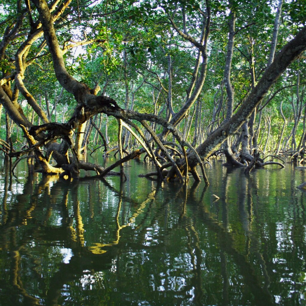 Coastal Rainforest Adventures in Kenya: Kenya’s Hidden Gems