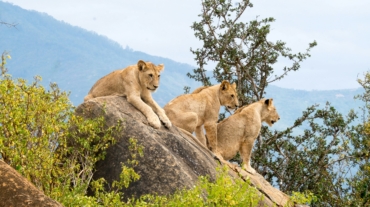 Comparing Tsavo with Kenya’s Best Parks