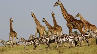 Maasai Mara vs Other National Parks