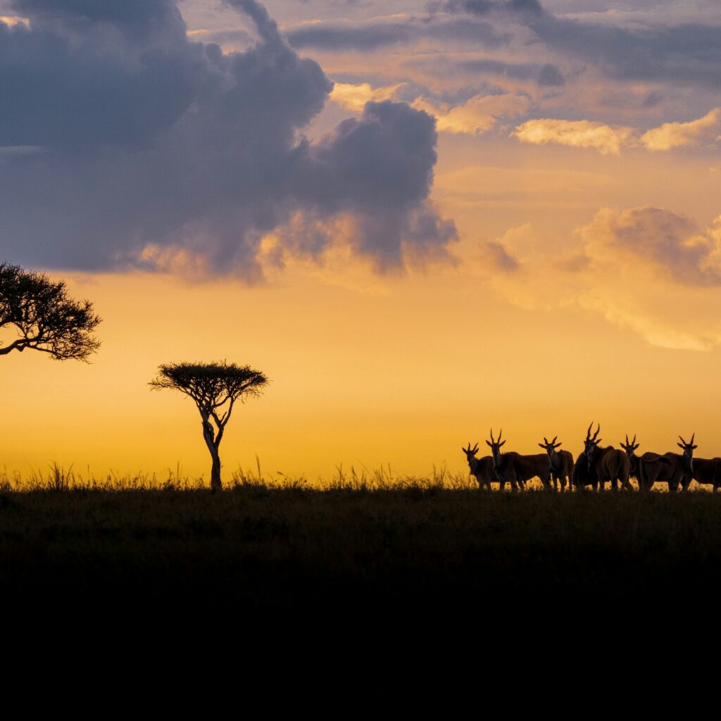 Maasai Mara migration