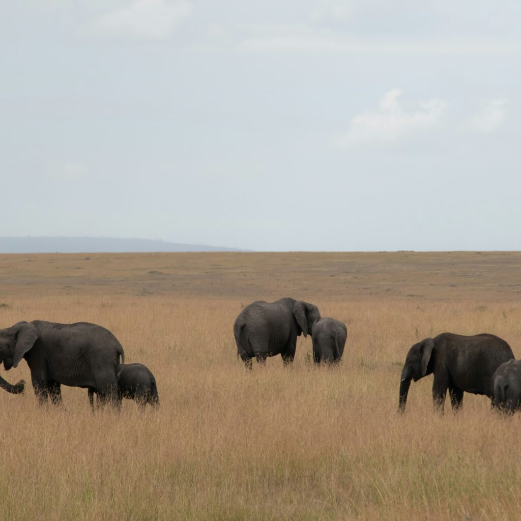 Health and safety in Maasai Mara