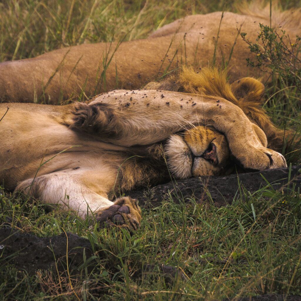 Kenya travel tips