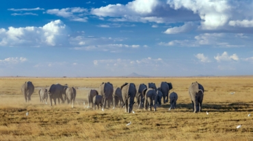Amboseli vs Other Parks