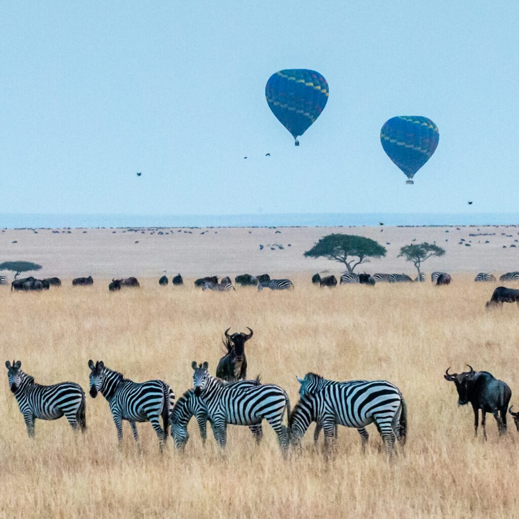Maasai Mara safari options